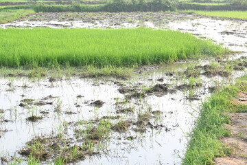 Rice nursery in the field. Growing rice nursery in the field before monsoon. paddy seedling in agriculture field. rice farming in India. Rice seedling. 