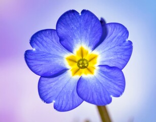 Close-up of a vibrant blue flower