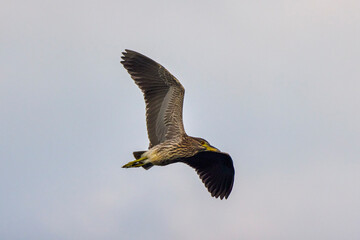young night heron in flight