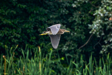young night heron in flight