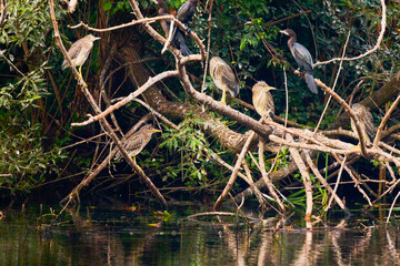 a group of night herons on the branches of a tree
