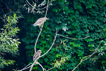 a group of night herons on the branches of a tree