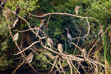 a group of night herons on the branches of a tree