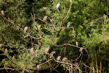 a group of night herons on the branches of a tree