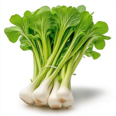 Fresh Komatsuna Vibrant Green Japanese Mustard Spinach Bundle