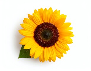 Fototapeta premium Vibrant sunflower on white background.