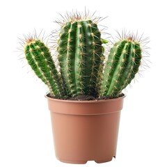 Potted cactus plant, three spiky stems