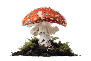 Close up of a vibrant red fly agaric mushroom in its natural environment.
