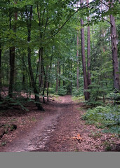 Landscape of wildforest in Northern Poland.