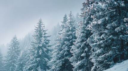 Obraz premium winter landscape with snow