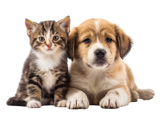 Obraz premium Adorable kitten and puppy cat, dog, best friends isolated on transparent background png