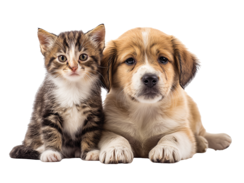 Adorable kitten and puppy cat, dog, best friends isolated on transparent background png