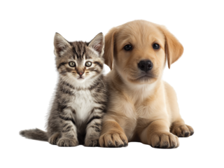 Adorable kitten and puppy cat, dog, best friends isolated on transparent background png