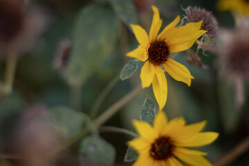 bee on yellow sun flower