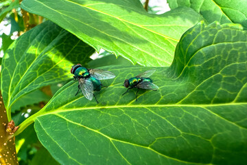 Two green flies are sitting on a leaf. A common green carrion fly on a bush leaf
