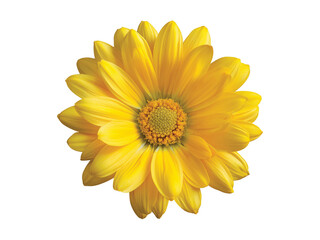 yellow dahlia flower blossom isolated on transparent background png