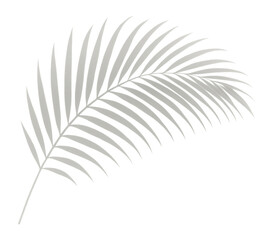 Fototapeta premium Monochrome palm leaf silhouette with detailed fronds on transparent background.