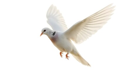 Fototapeta premium White Dove Flying Peacefully on White Background
