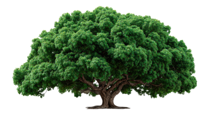 Majestic Tree: A lush, vibrant tree stands proudly, its robust trunk and abundant green foliage creating a sense of grandeur.