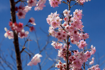Abelha e Beija Flor pegando néctar das flores da cerejeira no Parque das Cerejeiras em Campos do Jordão