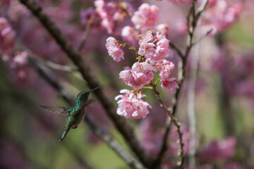Abelha e Beija Flor pegando néctar das flores da cerejeira no Parque das Cerejeiras em Campos do Jordão