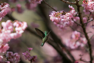Abelha e Beija Flor pegando néctar das flores da cerejeira no Parque das Cerejeiras em Campos do Jordão