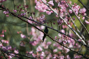 Abelha e Beija Flor pegando néctar das flores da cerejeira no Parque das Cerejeiras em Campos do Jordão