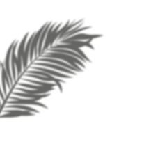 feather on white background Elegant gray palm leaf silhouette. Perfect for minimalist tropical designs, invitations, logos, and natural-themed illustrations.