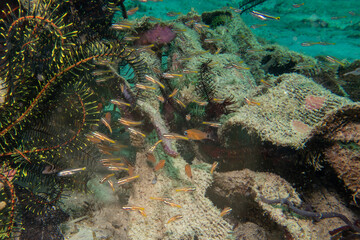 Underwater Tropical Corals Reef with colorful sea fish. Marine life sea world. Tropical colourful underwater seascape. Puerto Galera, Philippines