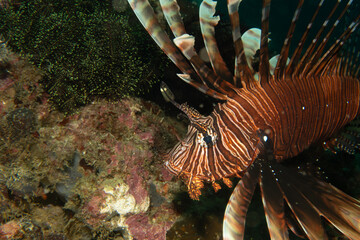 Red lionfish - one of the dangerous coral reef fish. Beautiful and dangerous animals. Picture from Puerto Galera, Philippines