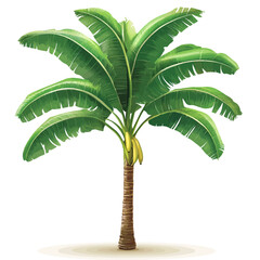 Banana tree isolated 