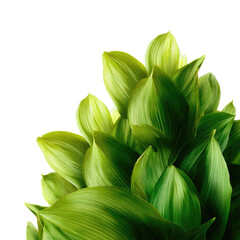 Obraz premium Close-up of vibrant, overlapping leaves in shades of lime green and yellowish-green