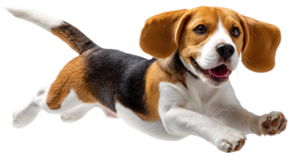 Playful Beagle in Mid-Air: A lively beagle, brimming with boundless energy, leaps through the air in a dynamic pose, showcasing its joyful spirit and agility in a burst of motion.