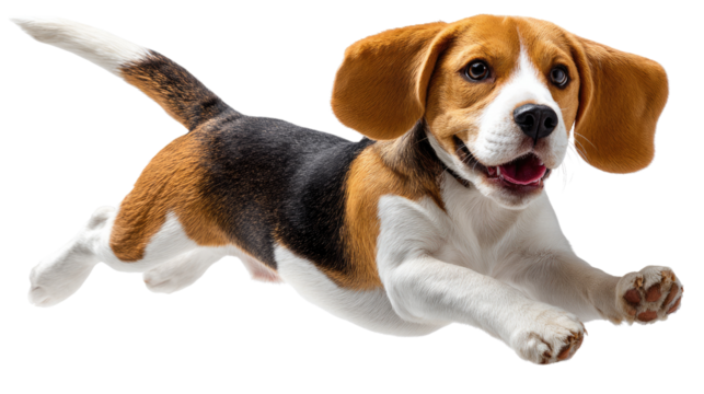 Playful Beagle in Mid-Air: A lively beagle, brimming with boundless energy, leaps through the air in a dynamic pose, showcasing its joyful spirit and agility in a burst of motion.