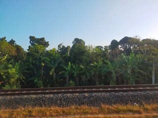 Trees and the railway
