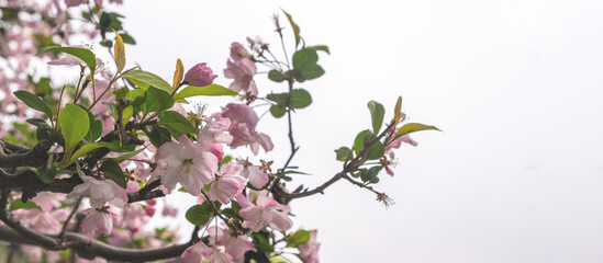 Chinese Apple blossoms closeup. Ornamental crabapple white and pink flowers and fresh green leaves. Nature in Spring. China.