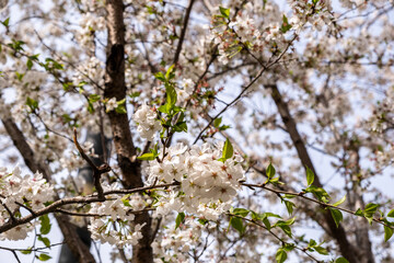Cherry blossoms. White pink flowers and fresh green leaves in spring. Blooming almond tree, blue sky