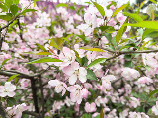 Chinese crabapple blossoms closeup view. Ornamental apple tree  flowers and fresh green leaves. Spring in China