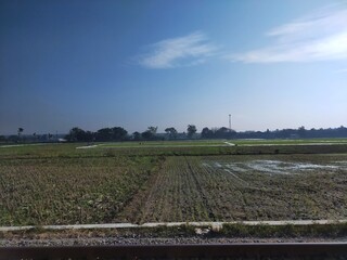 railway between rice field 