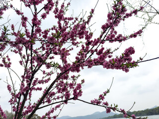 Chinese peach blossoms. Vibrant pink flowers and fresh green leaves in spring. Blooming peach tree, cloudy sky