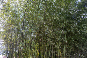 Bamboo Forest, bamboo trees background  closeup, Chinese garden. China