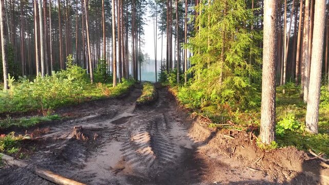 The road goes through the pine forest made by logging equipment