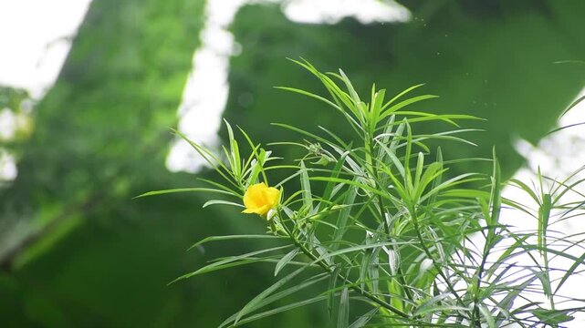 Yellow oleander flower on tree in india.