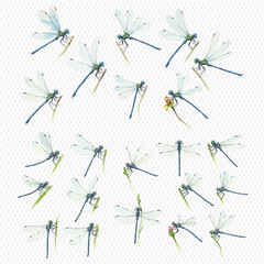 A collection of delicate watercolor illustrations of blue dragonflies with translucent wings, some perched on green stems.