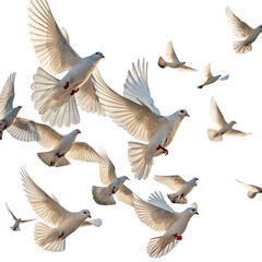 Obraz premium A swarm of doves flying in the sky image, group of birds in flight, isolated doves swarm, sky background, flying doves on transparent background, peaceful bird flock illustration