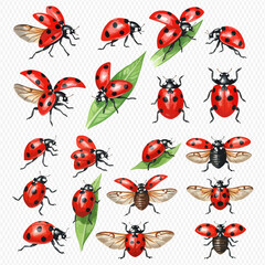 A collection of detailed ladybug illustrations in various poses, including flying with open wings, walking, and resting on green leaves.