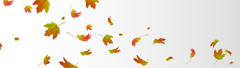 Falling autumn maple leaves with bright hues on white background. Suitable for seasonal banners, nature concepts, autumn decorations and backgrounds.