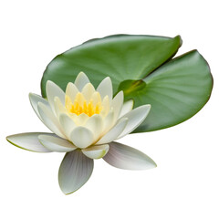 White water lily isolated on a white background, a beautiful aquatic flower in nature
