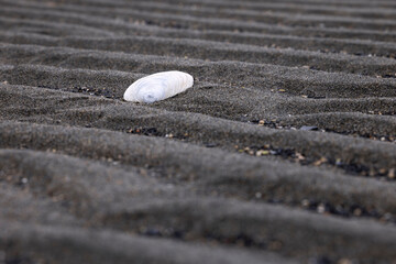 Seashell on beach in Homer, Alaska