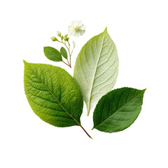 Fototapeta premium Close-up of vibrant leaves and a small flower cluster. Various shades of green leaves, with a light, almost white flower, form a cluster against a black background. Sharp focus